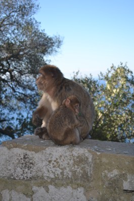 Gibraltar14_20150205